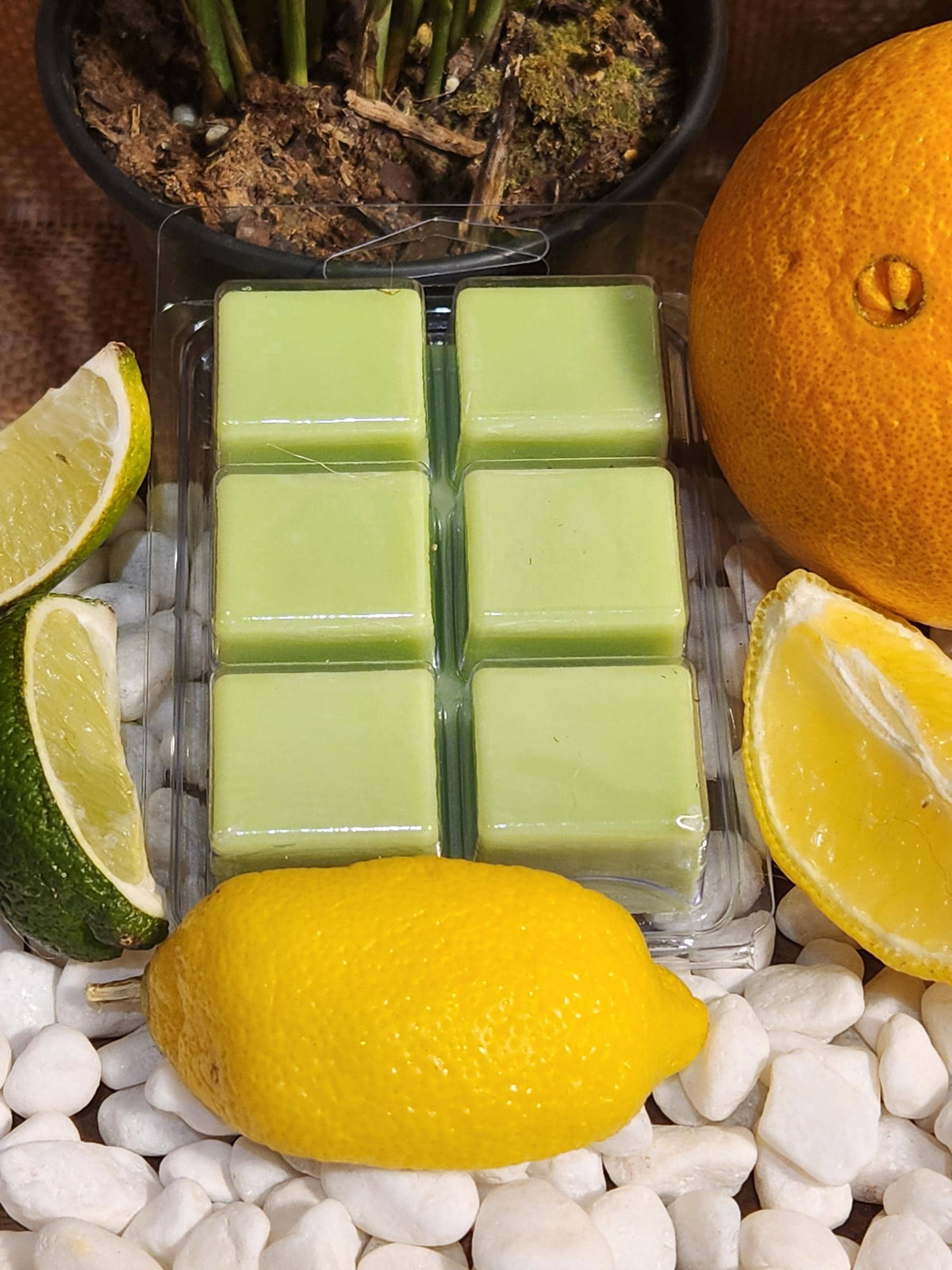 Citrus Agave Wax Melts | Bright, Fresh and Uplifting Home Fragrance